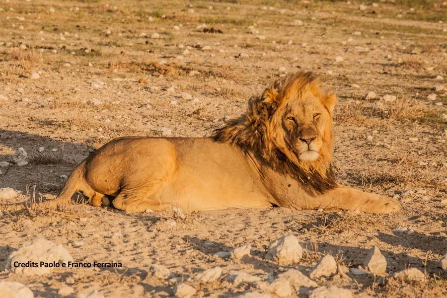 Leone all'Etosha N.P.